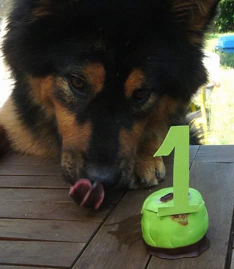 Eurasier Cherié - Jeg blev 1 år i juli - mums. billede 9