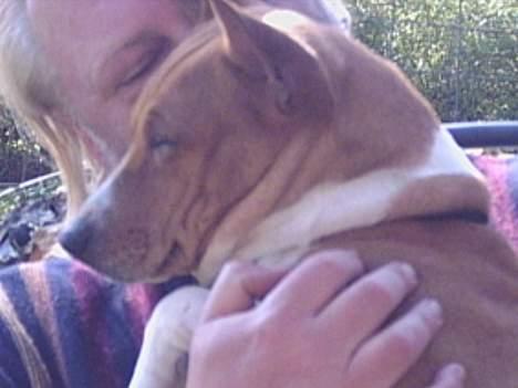 Basenji Aslan  - puttehund  billede 5