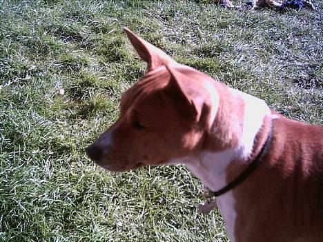 Basenji Aslan  - altså de unger   billede 6