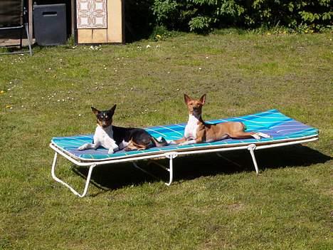 Basenji Aslan  - Mine  dødtre har taget  min seng   billede 7