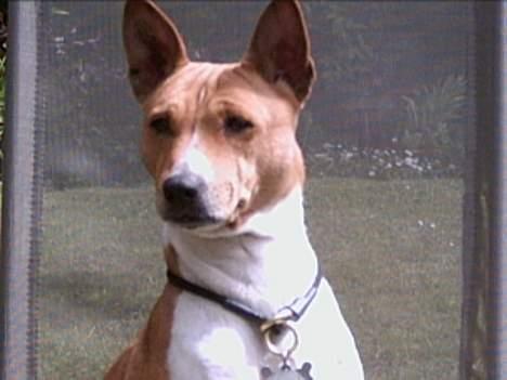 Basenji Aslan  - Jeg     ASLAN   !!!! billede 8
