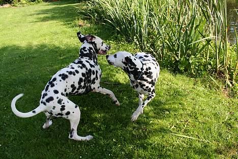 Dalmatiner Curias Taco n' Tequila  - leger med Nova billede 20