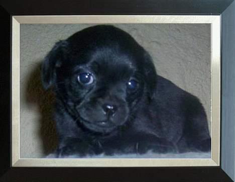 Blanding af racer Cali billede 2