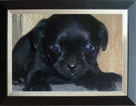 Blanding af racer Cali billede 3