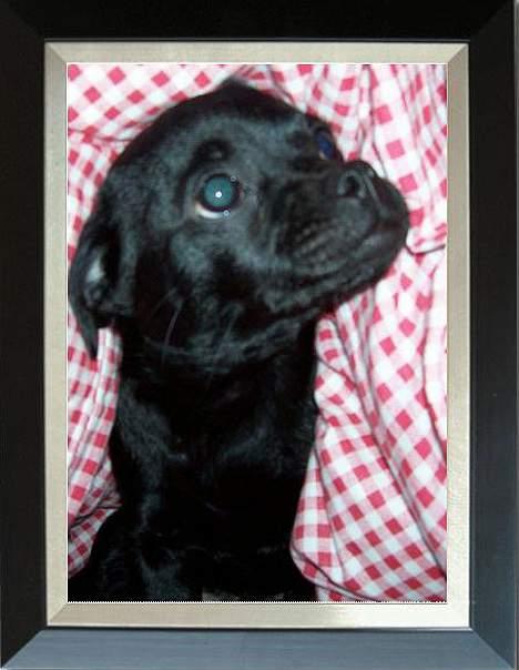 Blanding af racer Cali - Elsker min dyne...:) billede 4