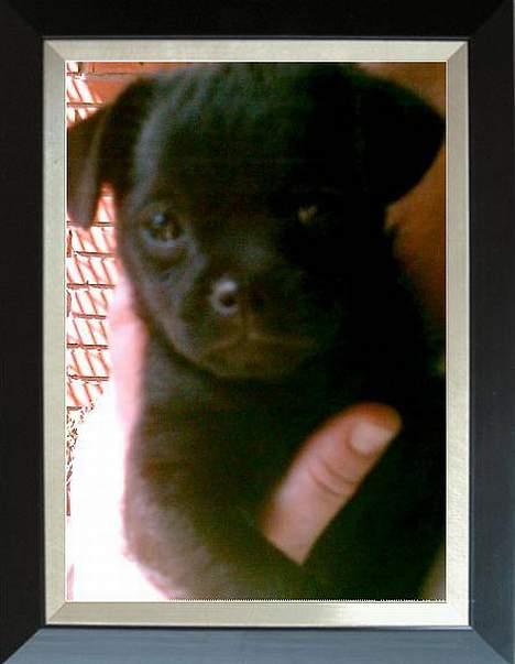 Blanding af racer Cali billede 5