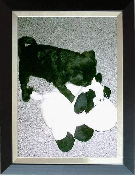 Blanding af racer Cali - Jeg skal ta´ dig skal jeg... billede 6