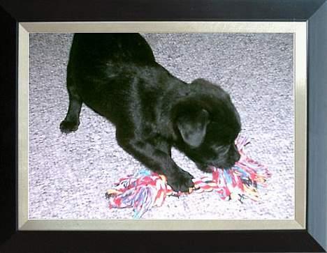 Blanding af racer Cali billede 7