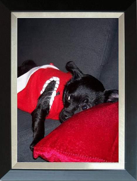 Blanding af racer Cali - Juletræt billede 10