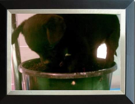 Blanding af racer Cali - Orv en spand med jord billede 11