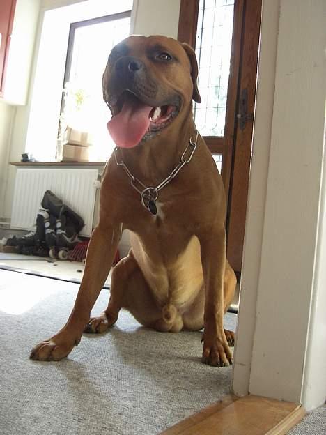 Blanding af racer Ballu - har lige løbet 5km... billede 9