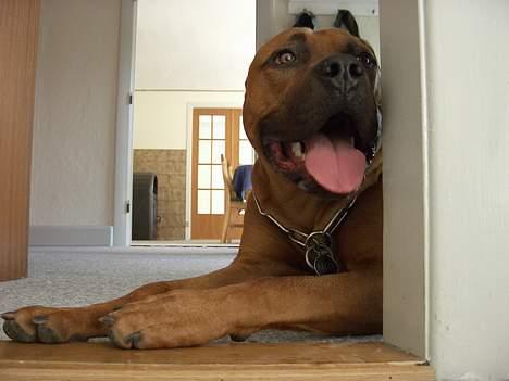 Blanding af racer Ballu - stadig helt træt billede 10