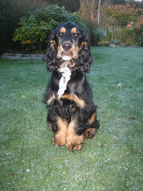 Cocker spaniel Frida billede 1