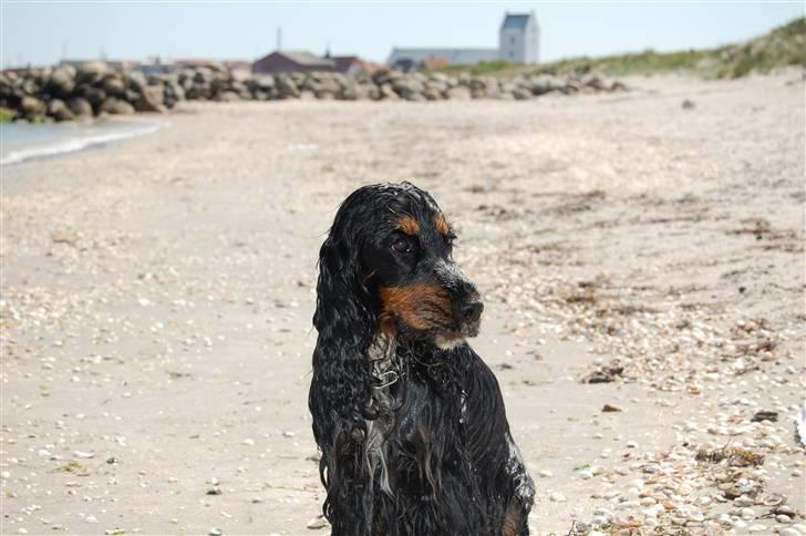 Cocker spaniel Frida billede 2