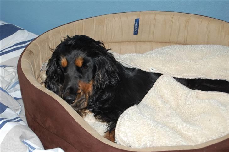 Cocker spaniel Frida billede 3