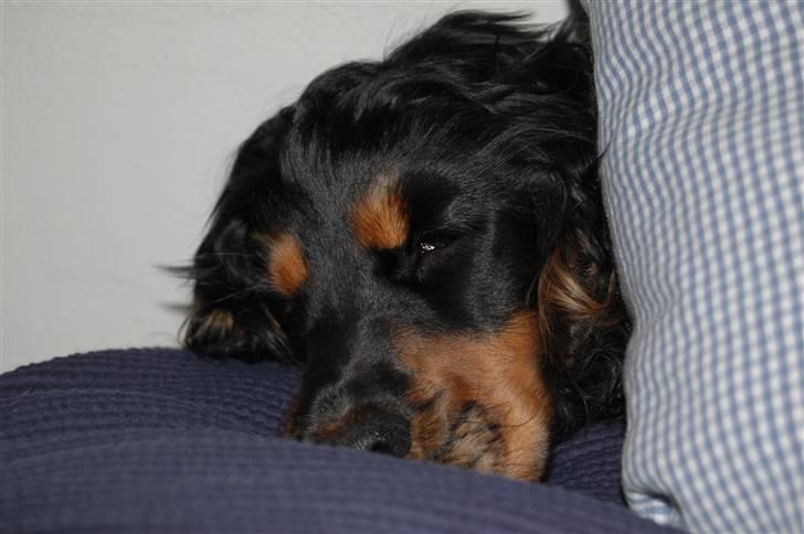 Cocker spaniel Frida billede 4