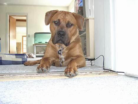 Blanding af racer Ballu billede 11