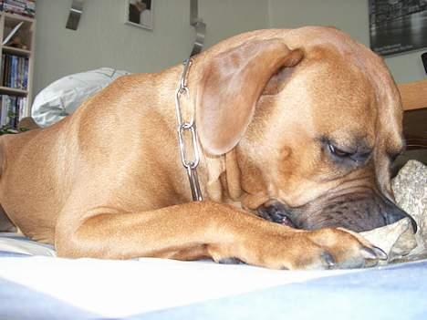 Blanding af racer Ballu billede 12