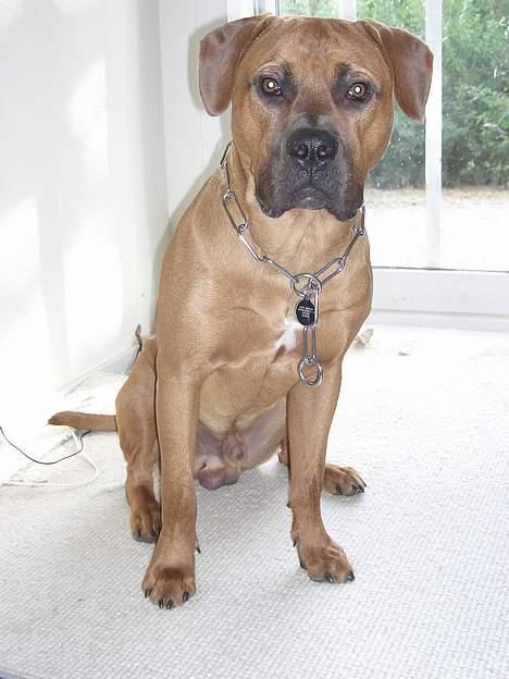 Blanding af racer Ballu - hvad kikker du på ? billede 13