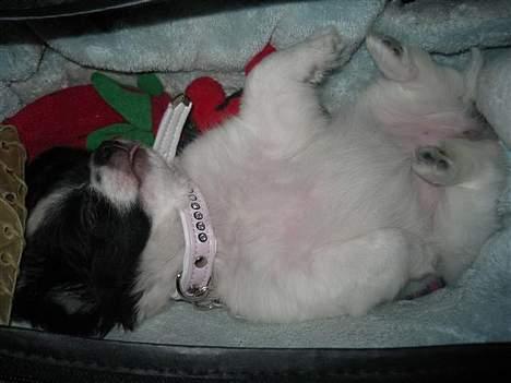 Blanding af racer Daisy billede 14