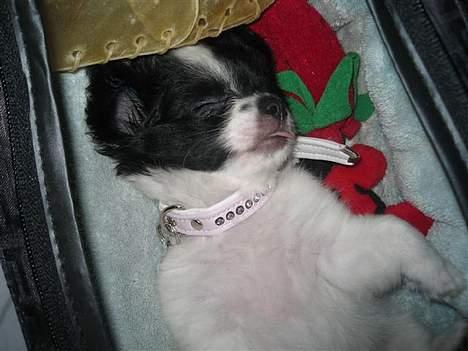 Blanding af racer Daisy billede 15