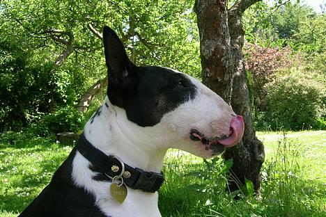 Bullterrier Tinka billede 19