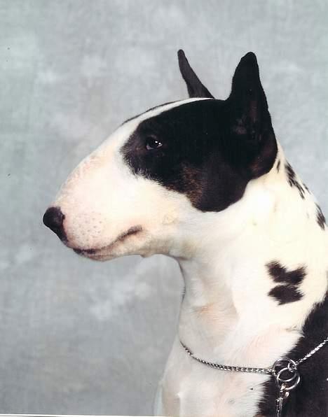Bullterrier Tinka billede 20