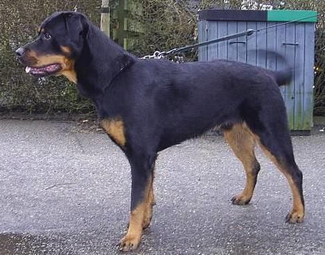 Blanding af racer Zano *RIP* billede 7