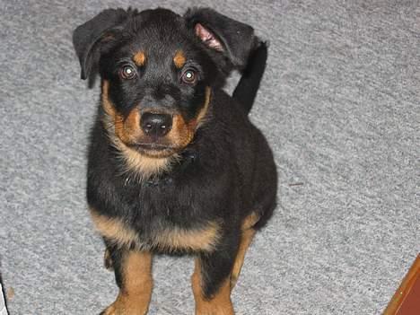 Blanding af racer Zano *RIP* billede 8