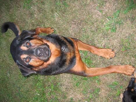 Blanding af racer zarzu billede 10