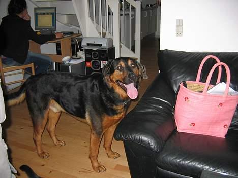 Blanding af racer zarzu billede 11