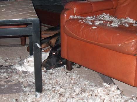 Rottweiler Pusling - Hov, var det din pude. Troede ellers det var min. billede 11