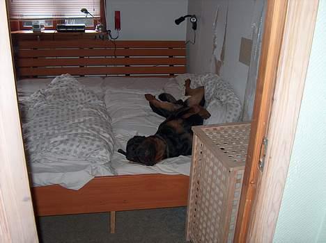 Rottweiler Pusling billede 12