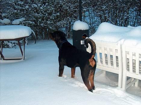 Rottweiler Pusling billede 13