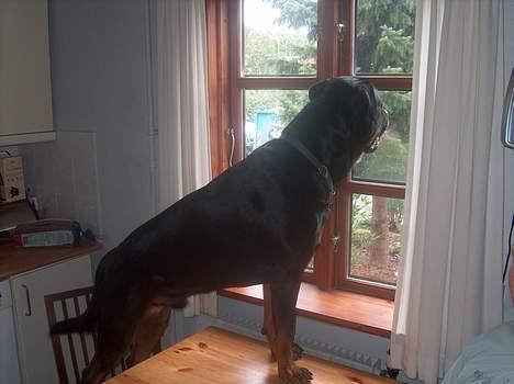 Rottweiler Pusling - Tag lige en kigger ud af køkken vinduet, man skal jo følge med. billede 14