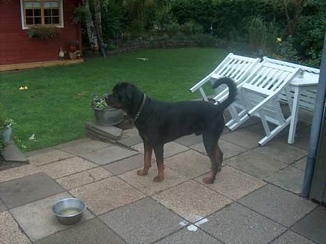 Rottweiler Pusling billede 15