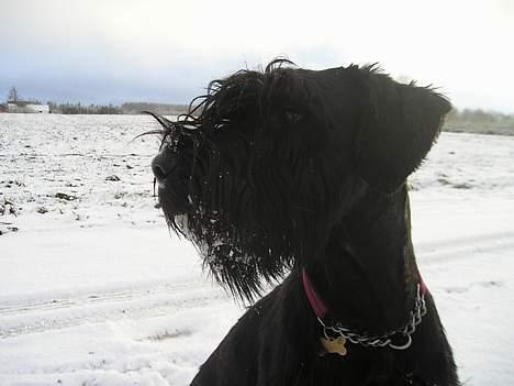 Riesenschnauzer Holli R.I.P <3 billede 15