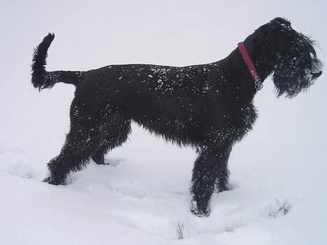 Riesenschnauzer Holli R.I.P <3 billede 16