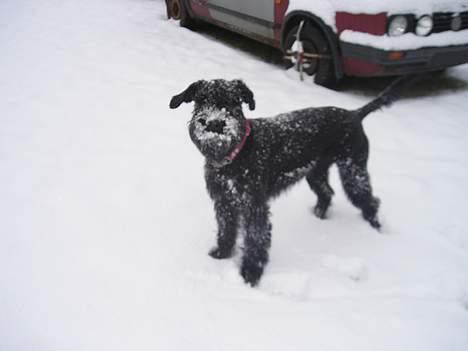 Riesenschnauzer Holli R.I.P <3 billede 17