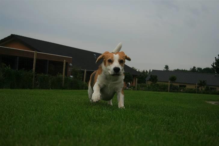 Beagle Zico billede 3