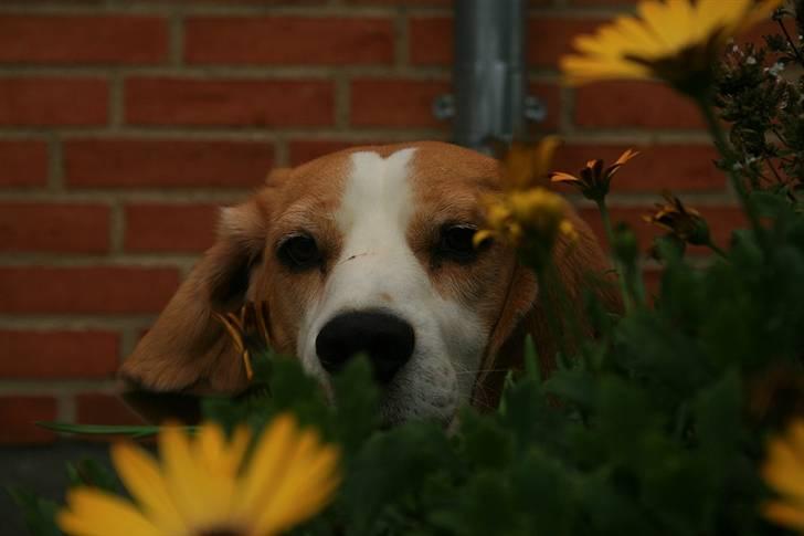 Beagle Zico billede 4