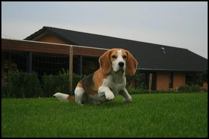 Beagle Zico billede 5
