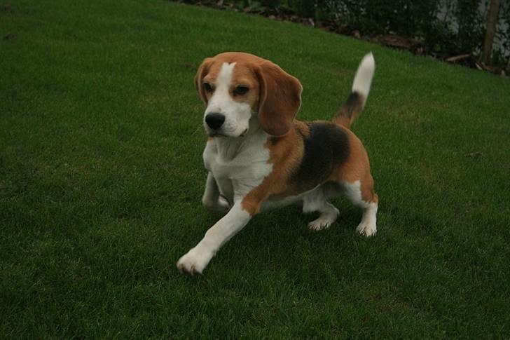 Beagle Zico billede 6