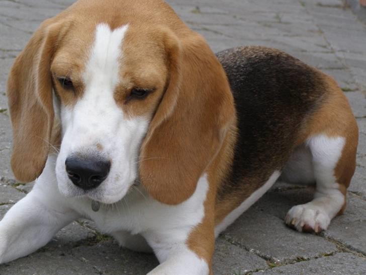 Beagle Zico billede 7
