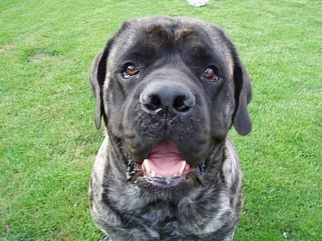 Mastiff Freja billede 1