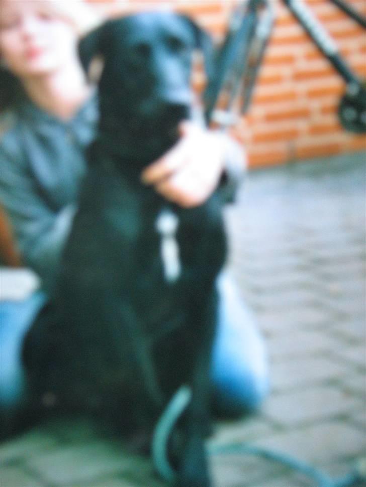 Labrador retriever Zenta, † 19-7-06 † savnet - jeg savner dig :/ billede 7