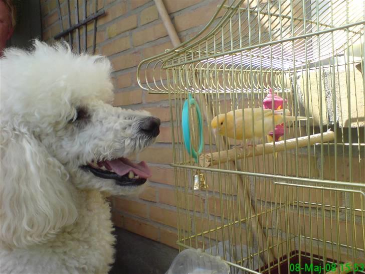 Storpuddel Nanna - Er vi ikke et sødt par :-) billede 22