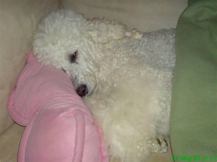 Storpuddel Nanna - Så er det bare hyggetid i sofaen :-)   billede 23