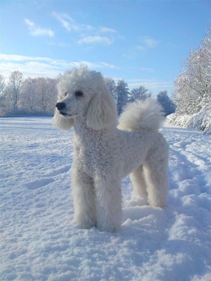 Storpuddel Nanna - Står helt fint stille, mens Far fotograferer  billede 24