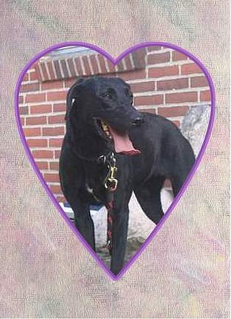 Labrador retriever Zenta, † 19-7-06 † savnet billede 8